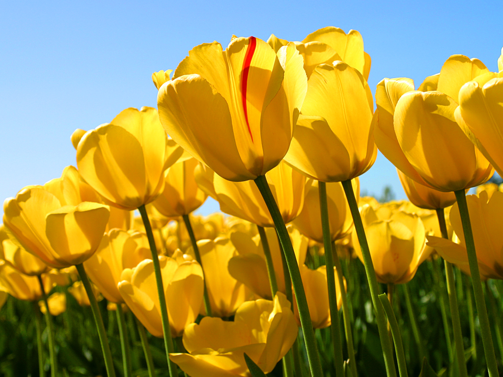 Tulipáni